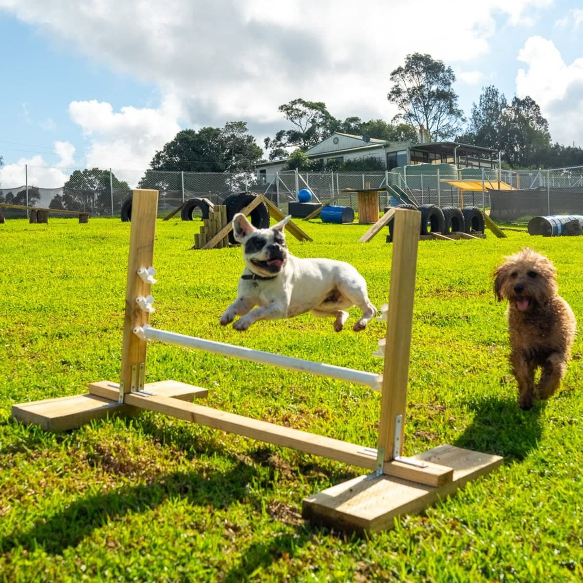 Louie jumping over an agility hurdle with another dog alongside at FARMTASTIC