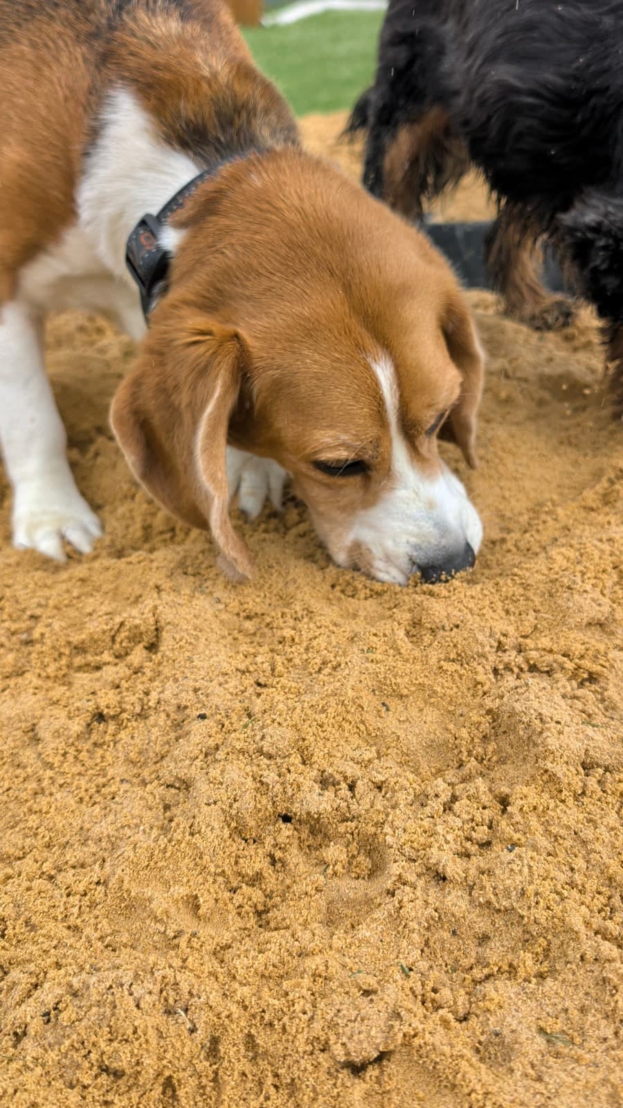 A beagle sniffing and searching the sandpit at FARMTASTIC