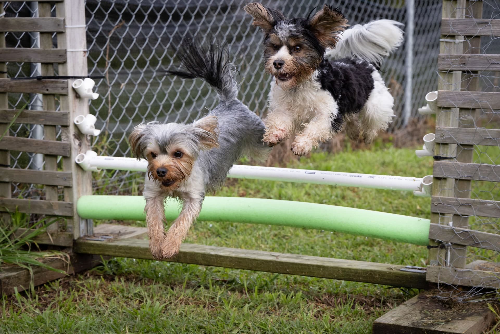 Small dogs jumping over an agility hurdle at FARMTASTIC