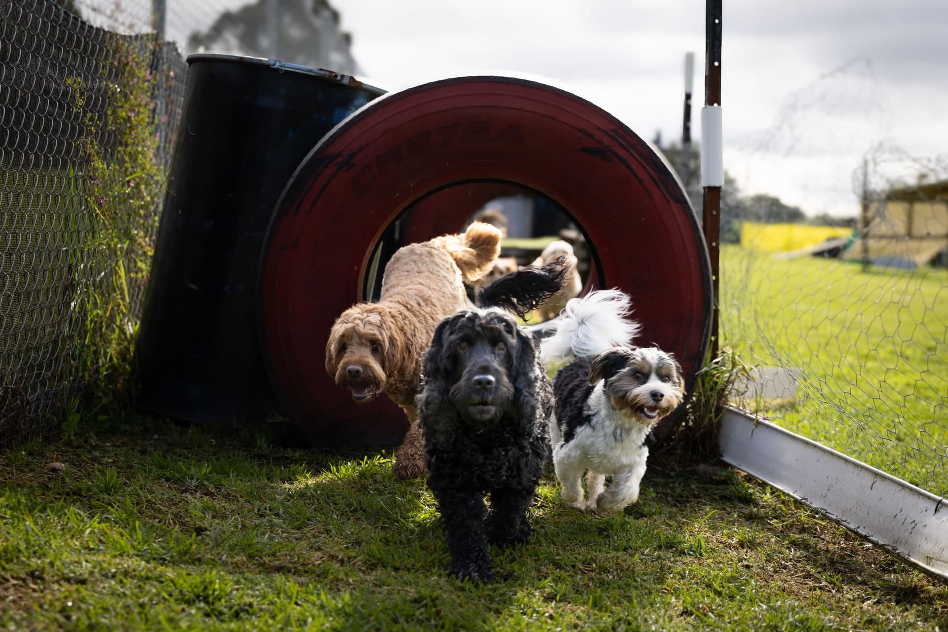 Dogs running through a large tyre on the FARMTASTIC activity course