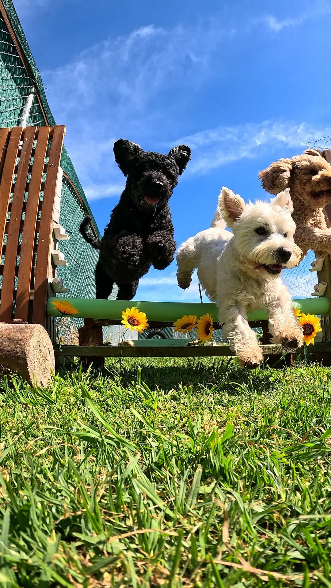 Three dogs jumping over a hurdle at FARMTASTIC