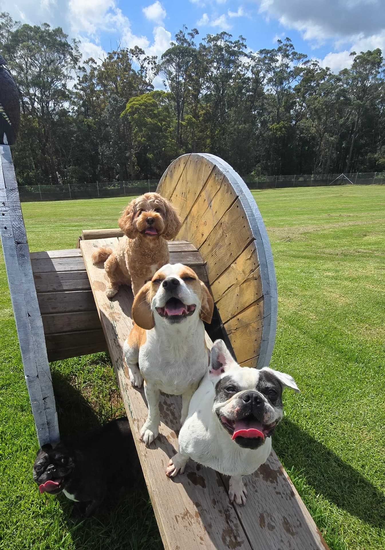 Four dogs gathered on and beside a wooden ramp at FARMTASTIC