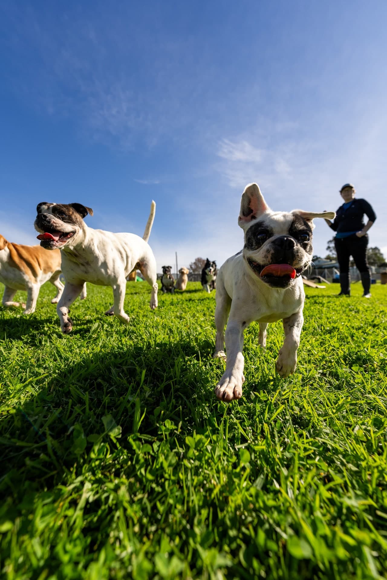Louie and another dog enjoying the grass at FARMTASTIC